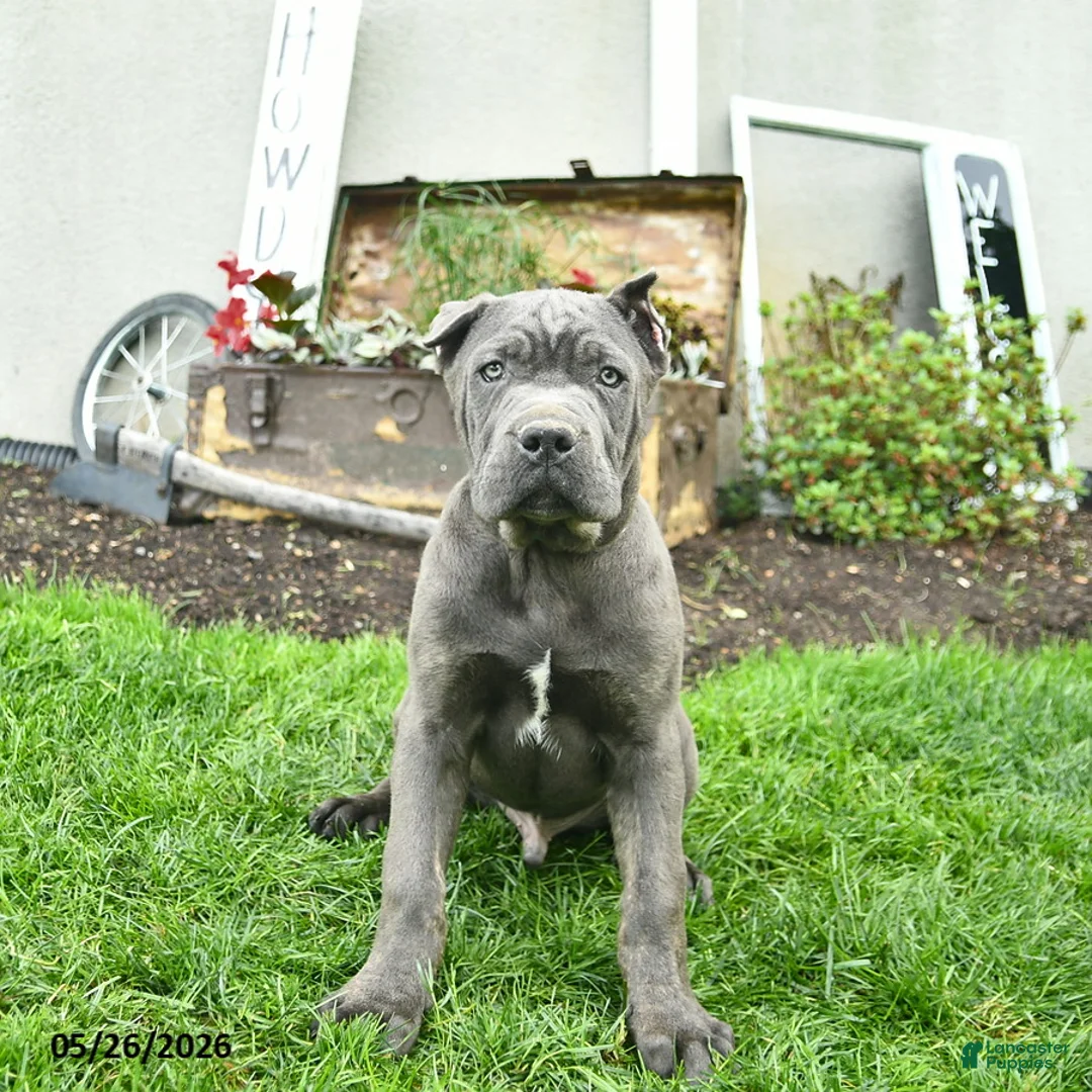 Cane Corso dogs for sale: Dexter  - Ad 1