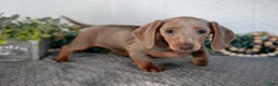 Miniature Dachshund dogs for sale: Lucy - Ad 1