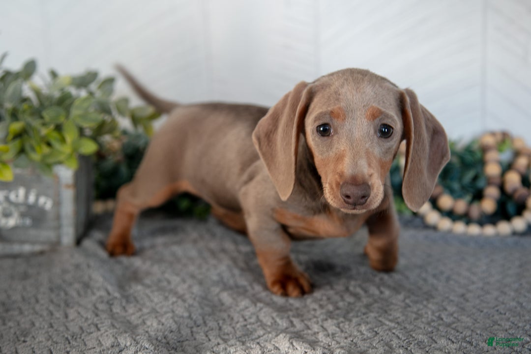 Miniature Dachshund dogs for sale: Lucy - Ad 1