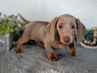 Miniature Dachshund dogs Lucy - Ad 42