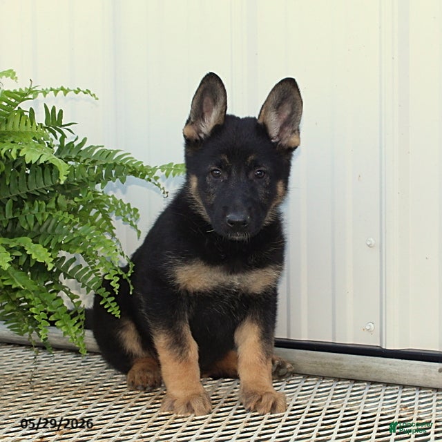German Shepherd dogs Tessa - Ad 1