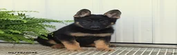 German Shepherd dogs for sale: Tessa - Ad 1
