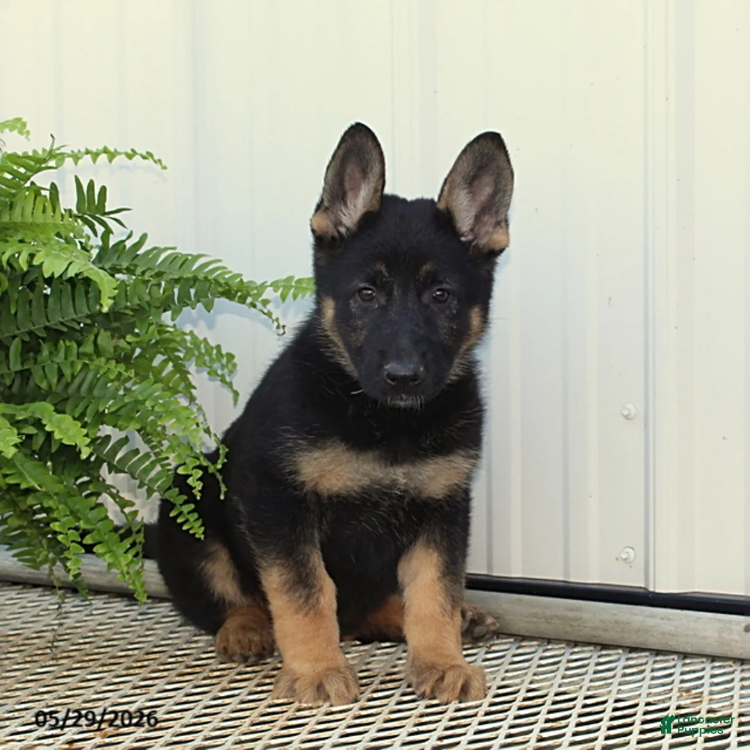 German Shepherd dogs for sale: Tessa - Ad 1