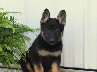 German Shepherd dogs for sale: Tessa - Ad 1