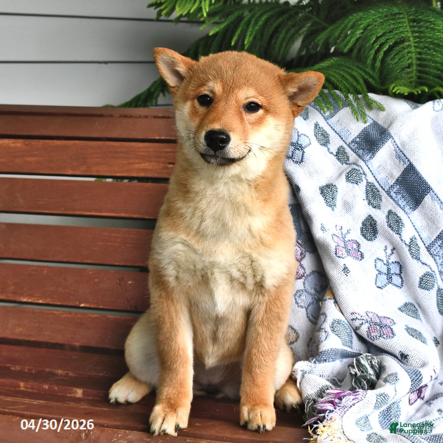 Shiba Inu dogs Diane - Ad 1