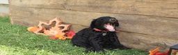 Standard Poodle dogs for sale: John - Ad 4
