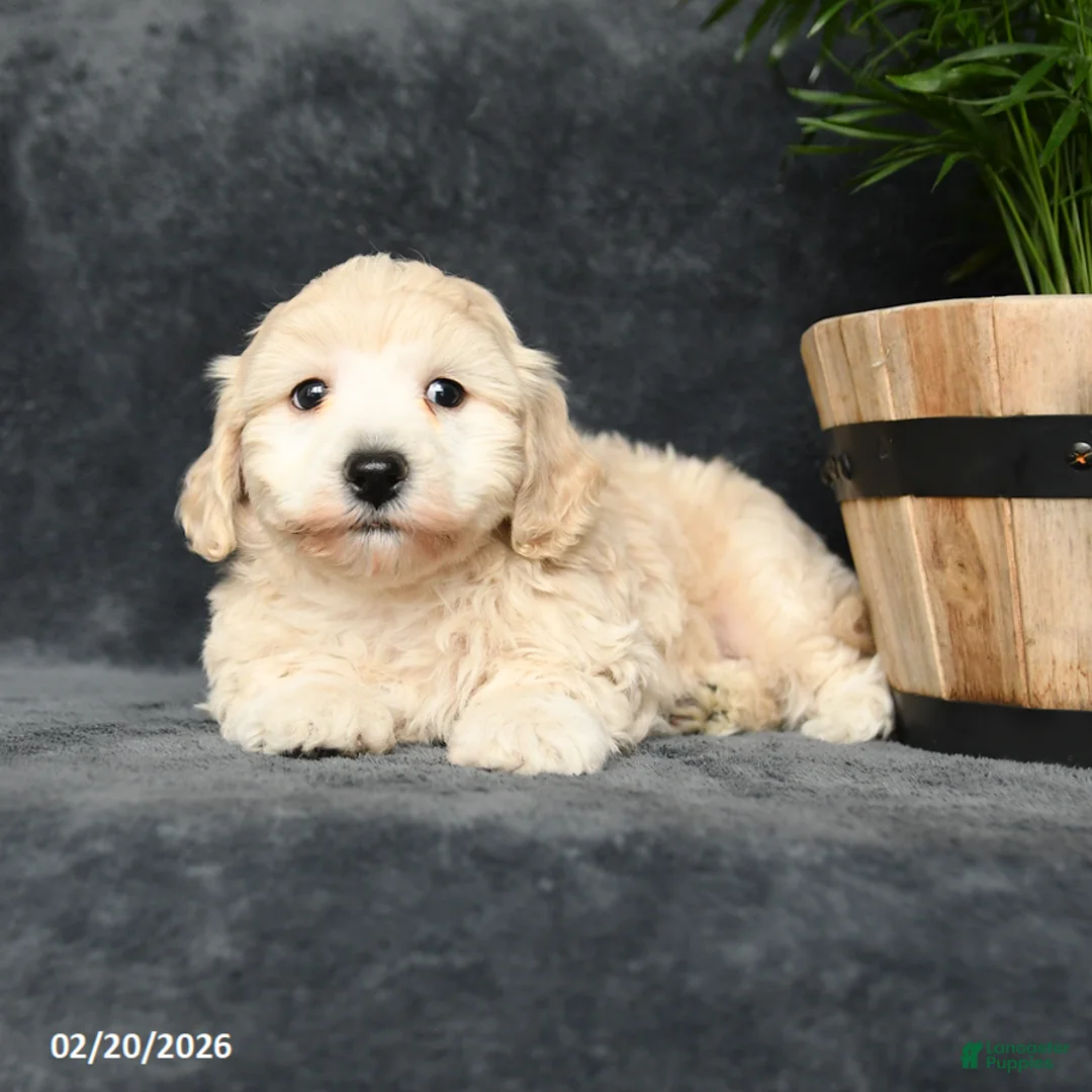 Maltipoo dogs for sale: Galen - Ad 4