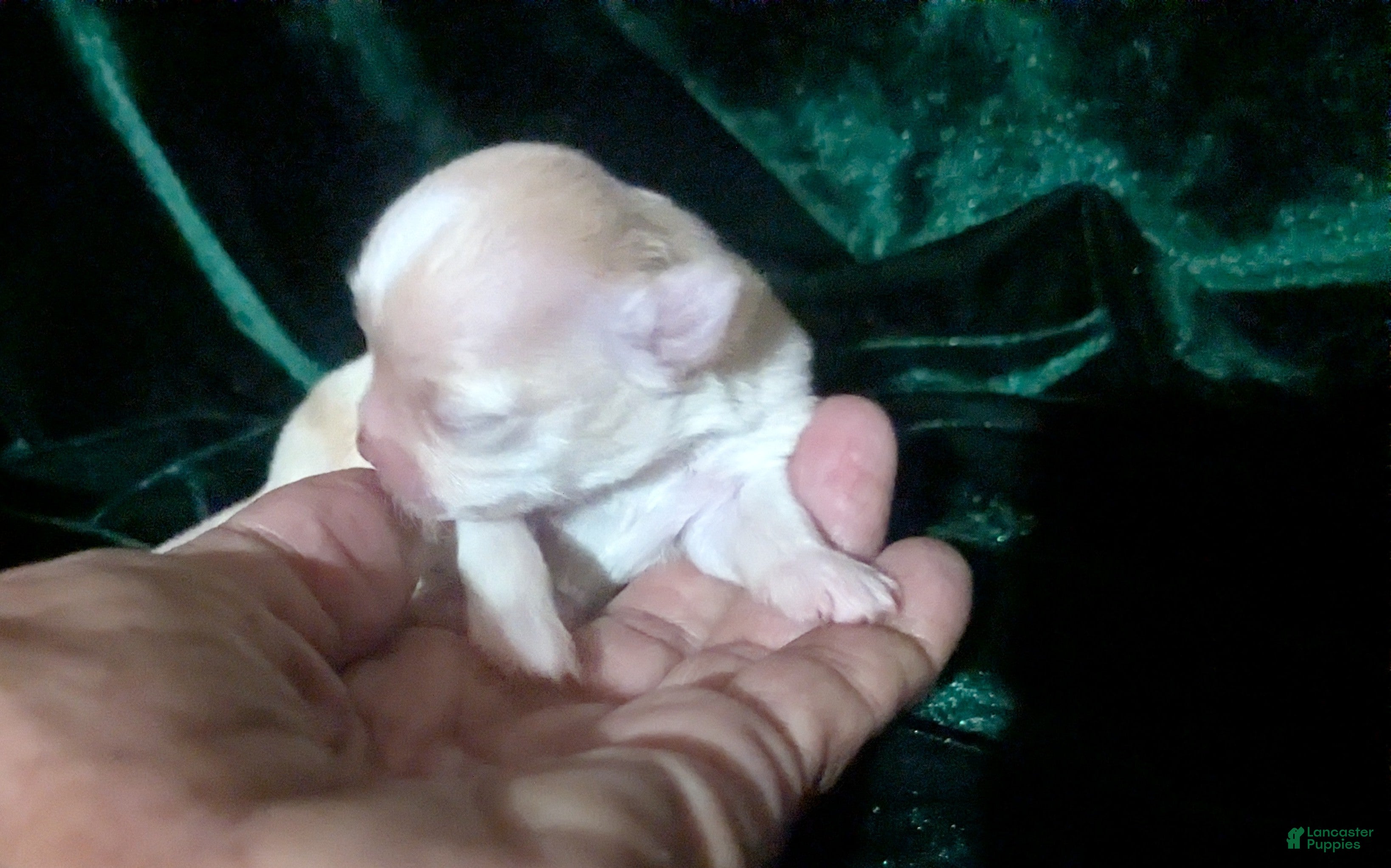Chihuahua dogs Cherry LC Female  - Ad 11