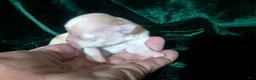 Chihuahua dogs for sale: Cherry LC Female  - Ad 1