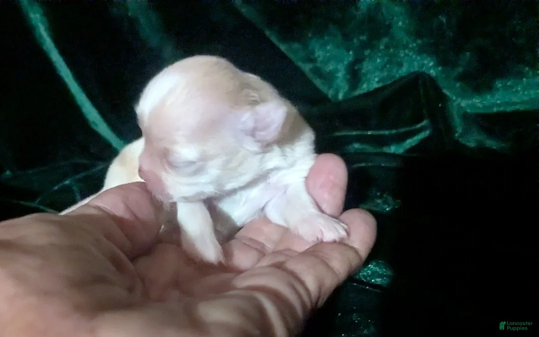 Chihuahua dogs for sale: Cherry LC Female  - Ad 1