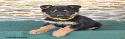 German Shepherd dogs for sale: Maria  - Ad 4