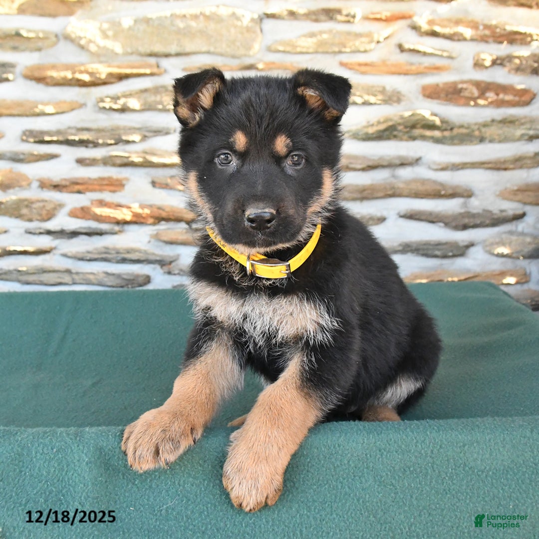 German Shepherd dogs for sale: Maria  - Ad 4