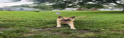 German Shepherd dogs for sale: Black Female - Ad 10