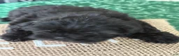 Shih Tzu dogs for sale: Bentley - Ad 3