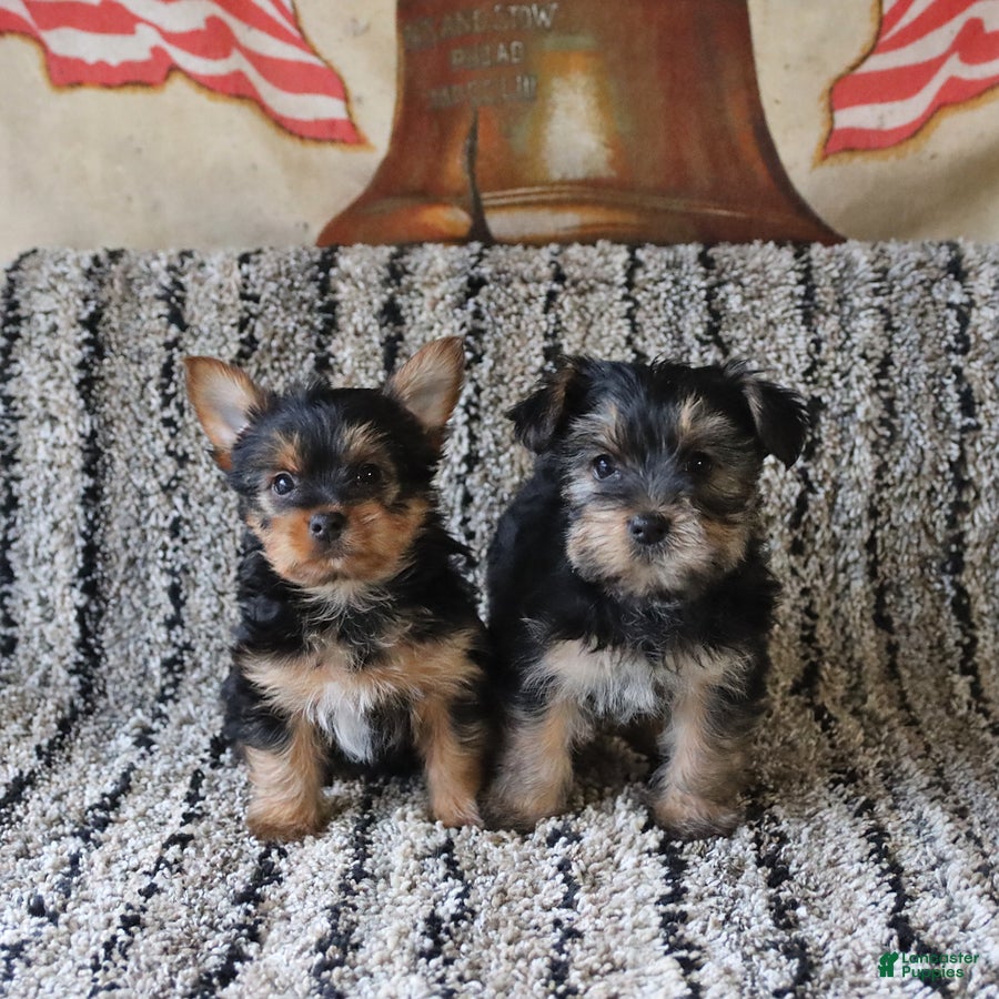 Yorkshire Terrier dogs Saige - Ad 2