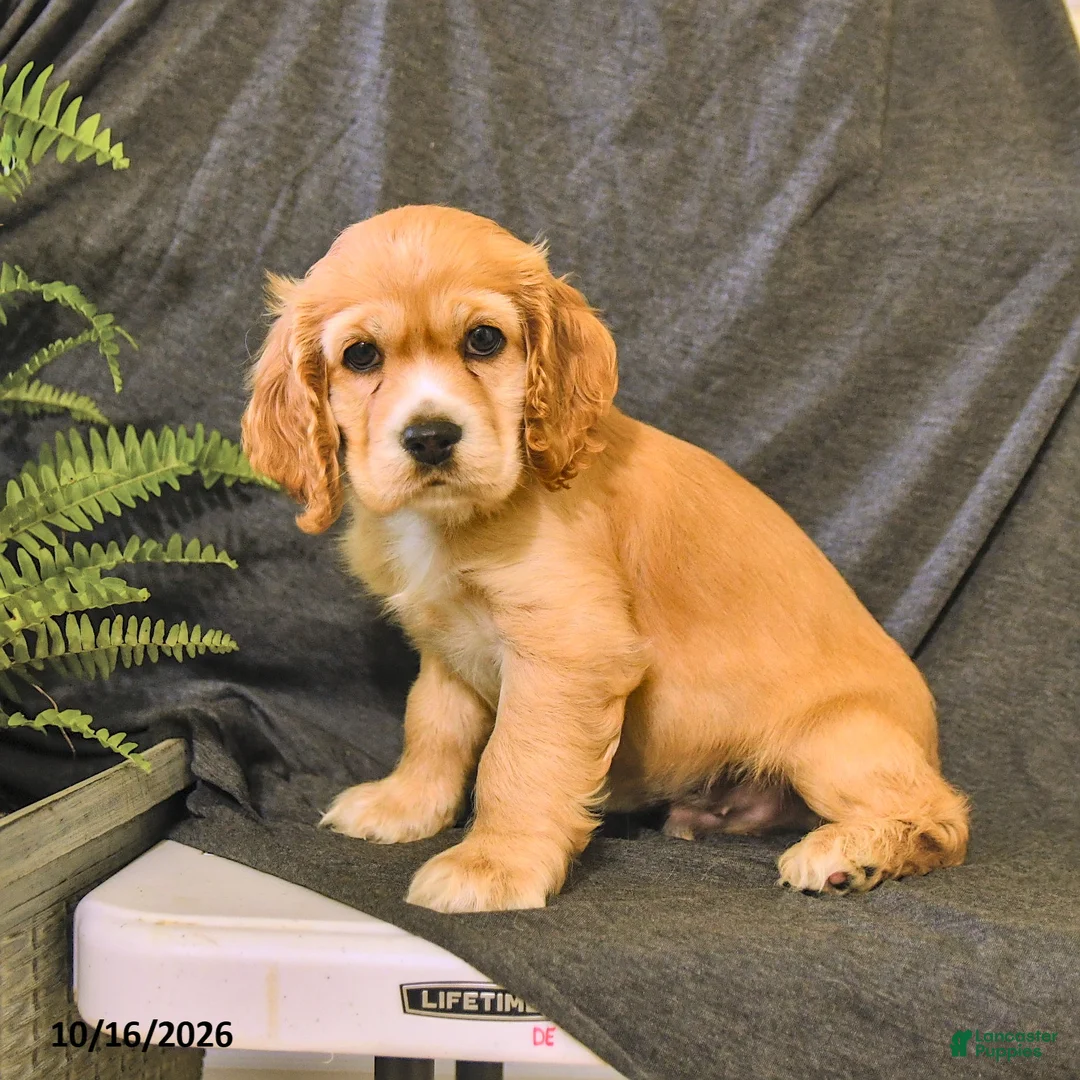 English Cocker Spaniel dogs for sale: Rusty - Ad 2