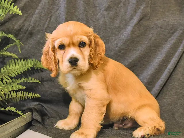 English Cocker Spaniel dogs for sale: Rusty - Ad 2