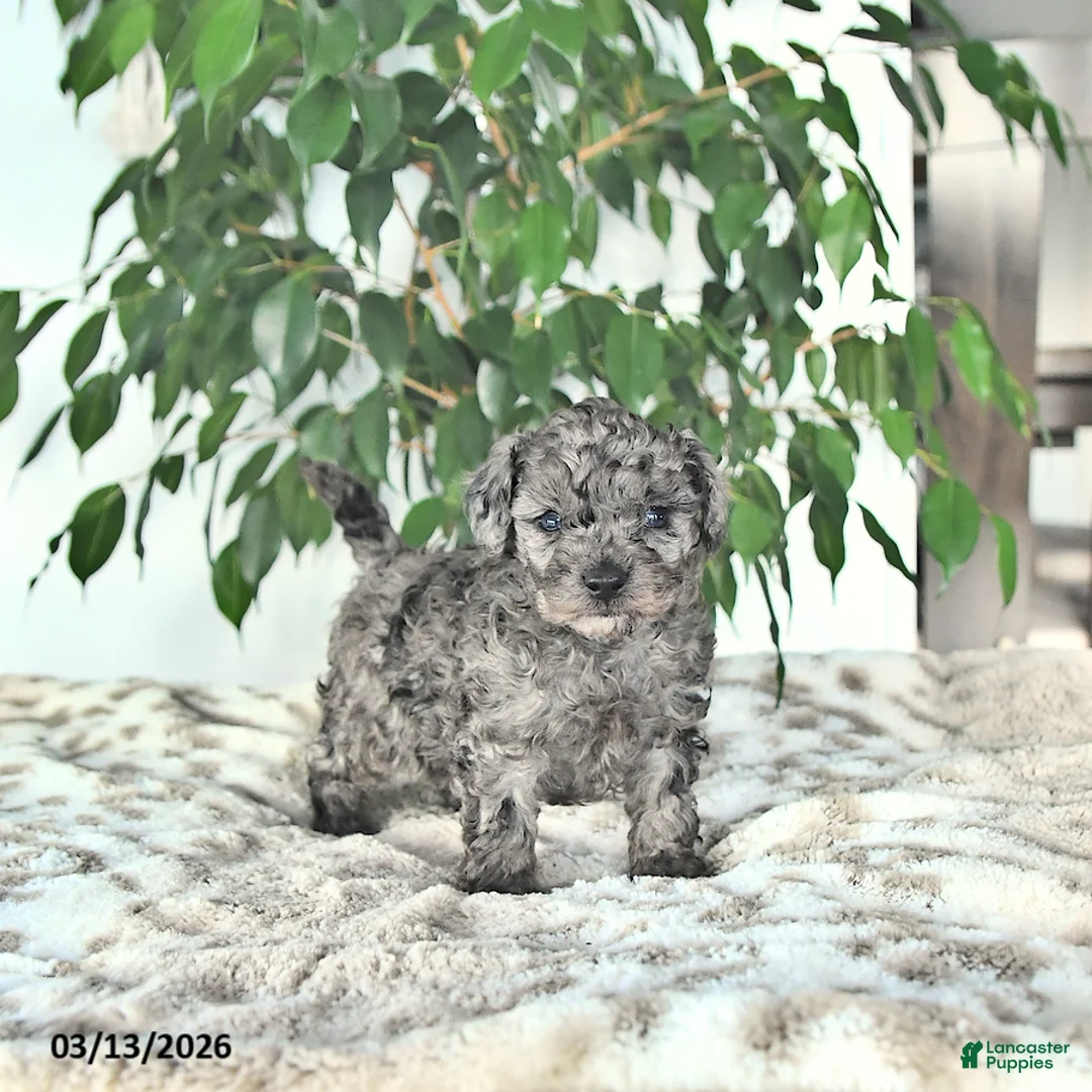 Miniature Poodle dogs for sale: Scout - Ad 1