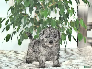 Miniature Poodle dogs for sale: Scout - Ad 1