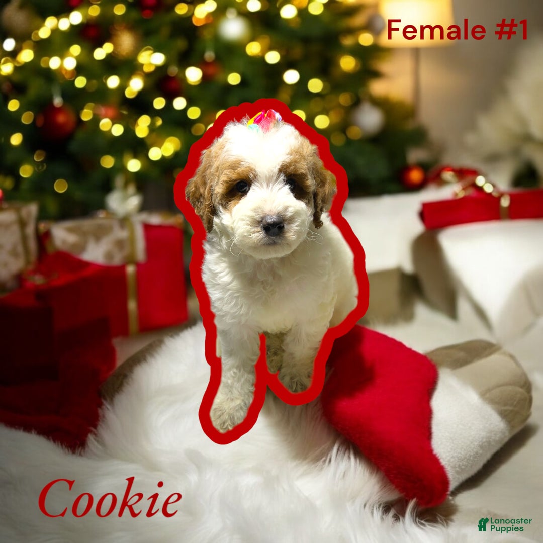 Miniature Poodle dogs for sale: Cookie - Ad 1