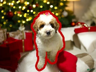 Miniature Poodle dogs Cookie - Ad 24