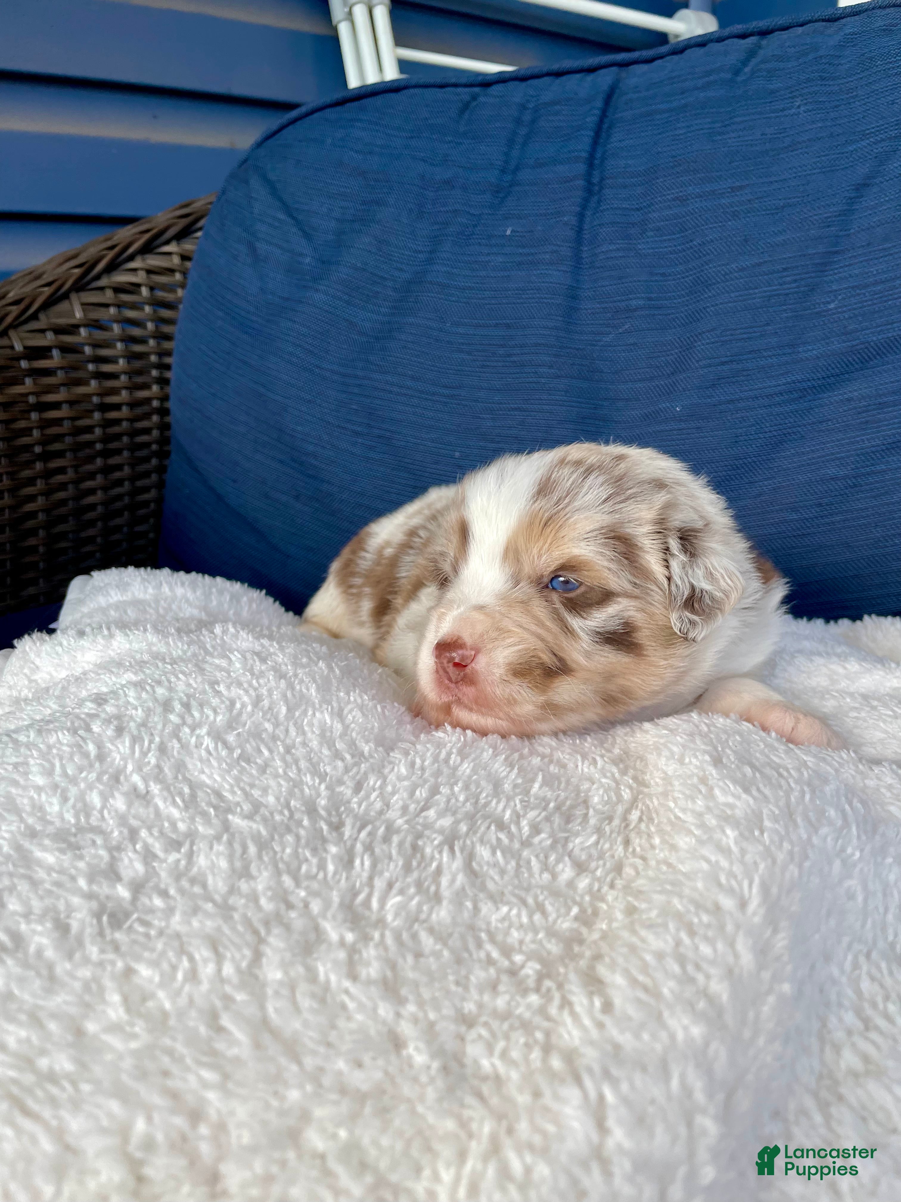 Australian Shepherd dogs Peaches - Ad 27