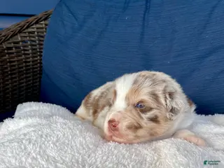 Australian Shepherd dogs Peaches - Ad 27