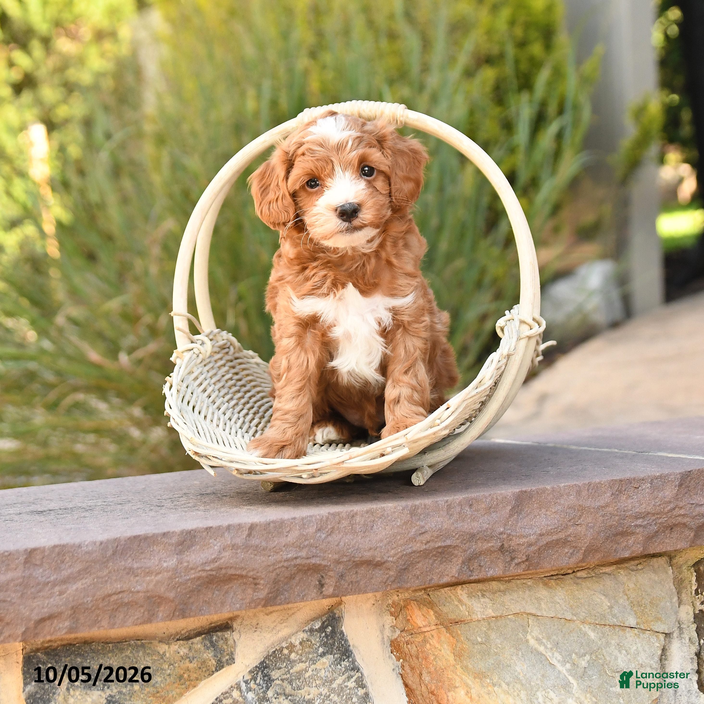 Ralph (Cockapoo, Male) in Millersburg, PA