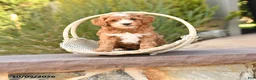 Cockapoo dogs for sale: Ralph - Ad 1