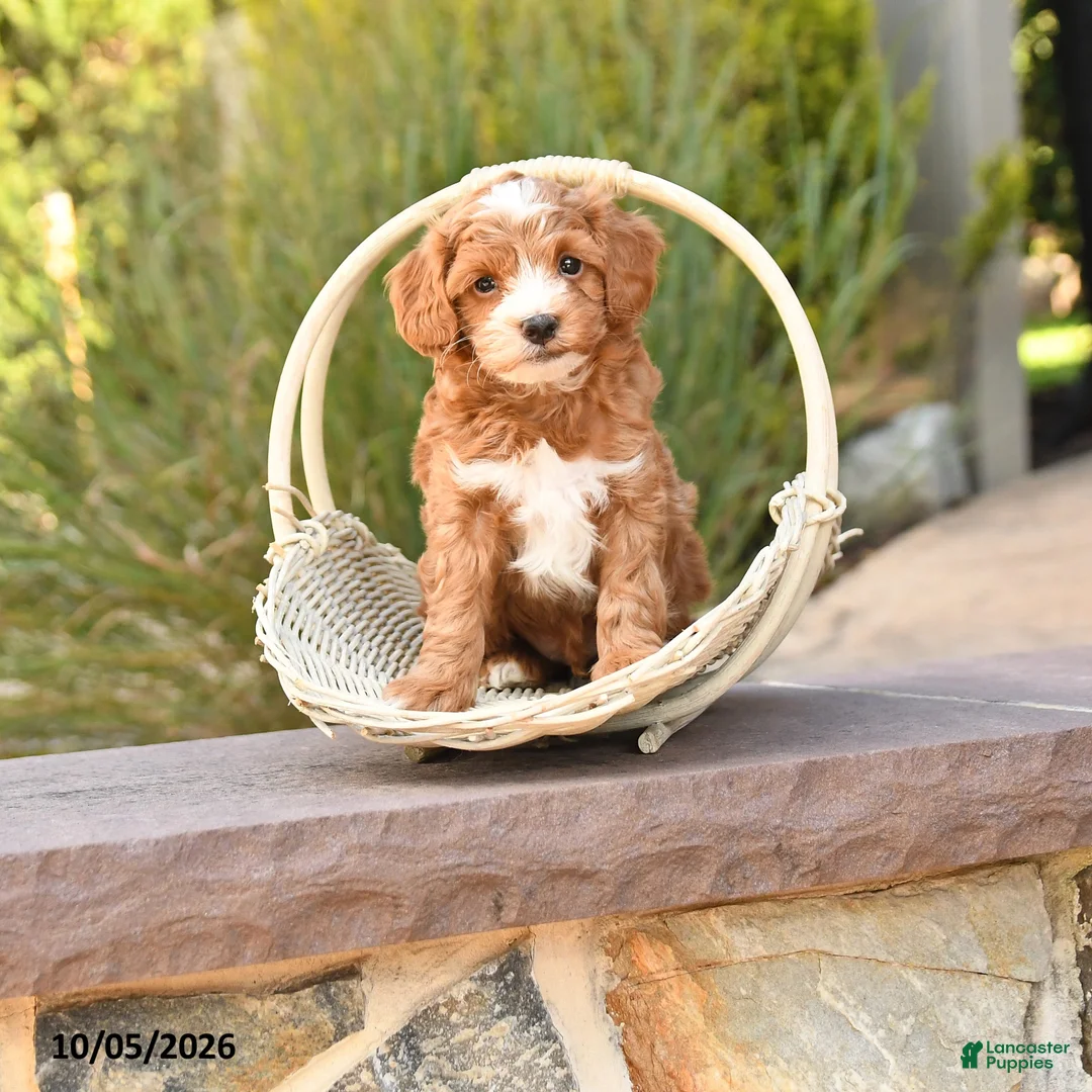 Cockapoo dogs for sale: Ralph - Ad 1