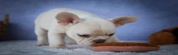 French Bulldog dogs for sale: Tansy🌸 - Ad 13