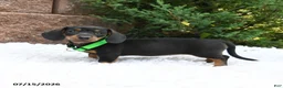 Miniature Dachshund dogs for sale: Maggie Mae - Ad 2