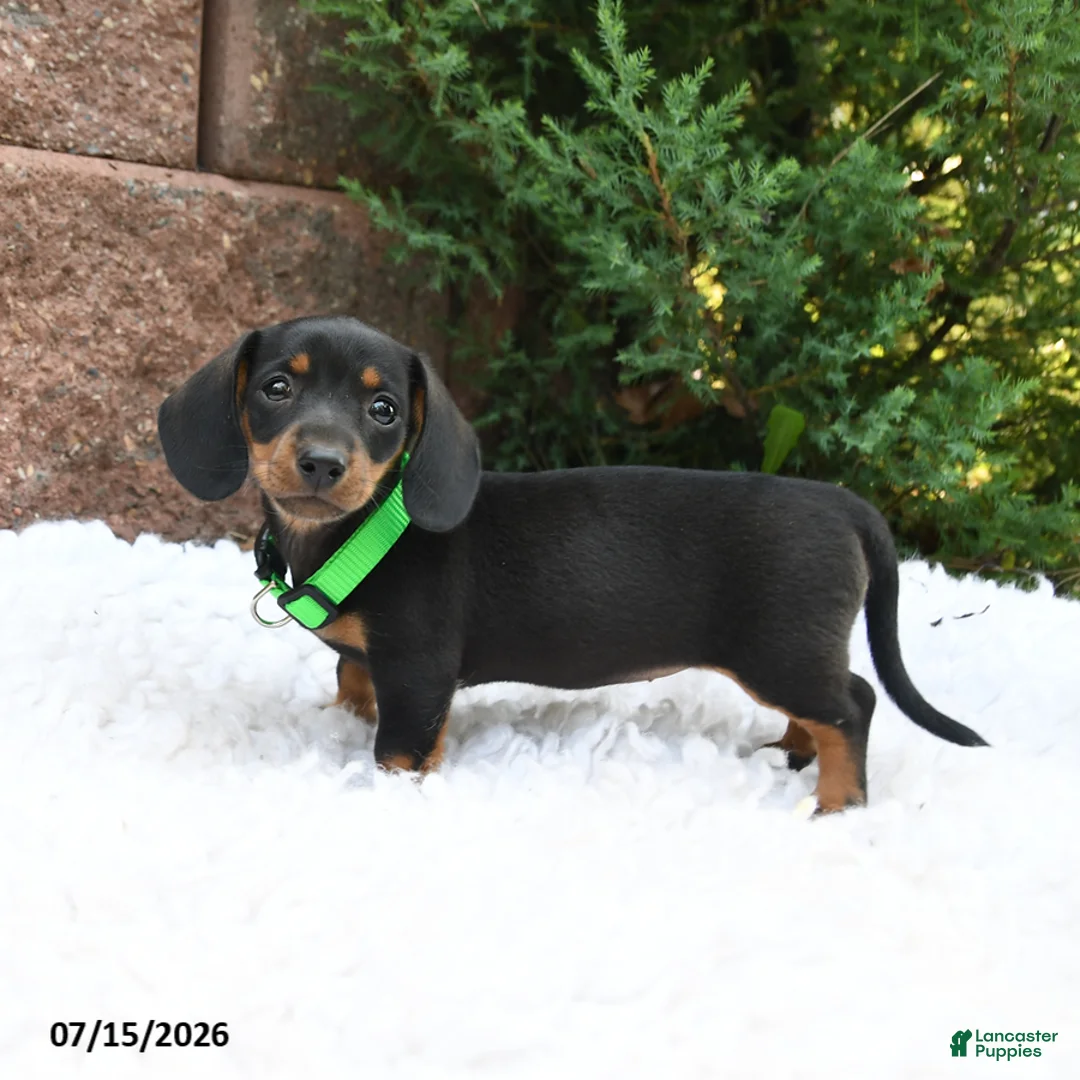 Miniature Dachshund dogs for sale: Maggie Mae - Ad 2
