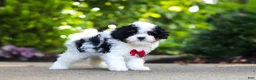 Cavapoo dogs for sale: Leo - Ad 3