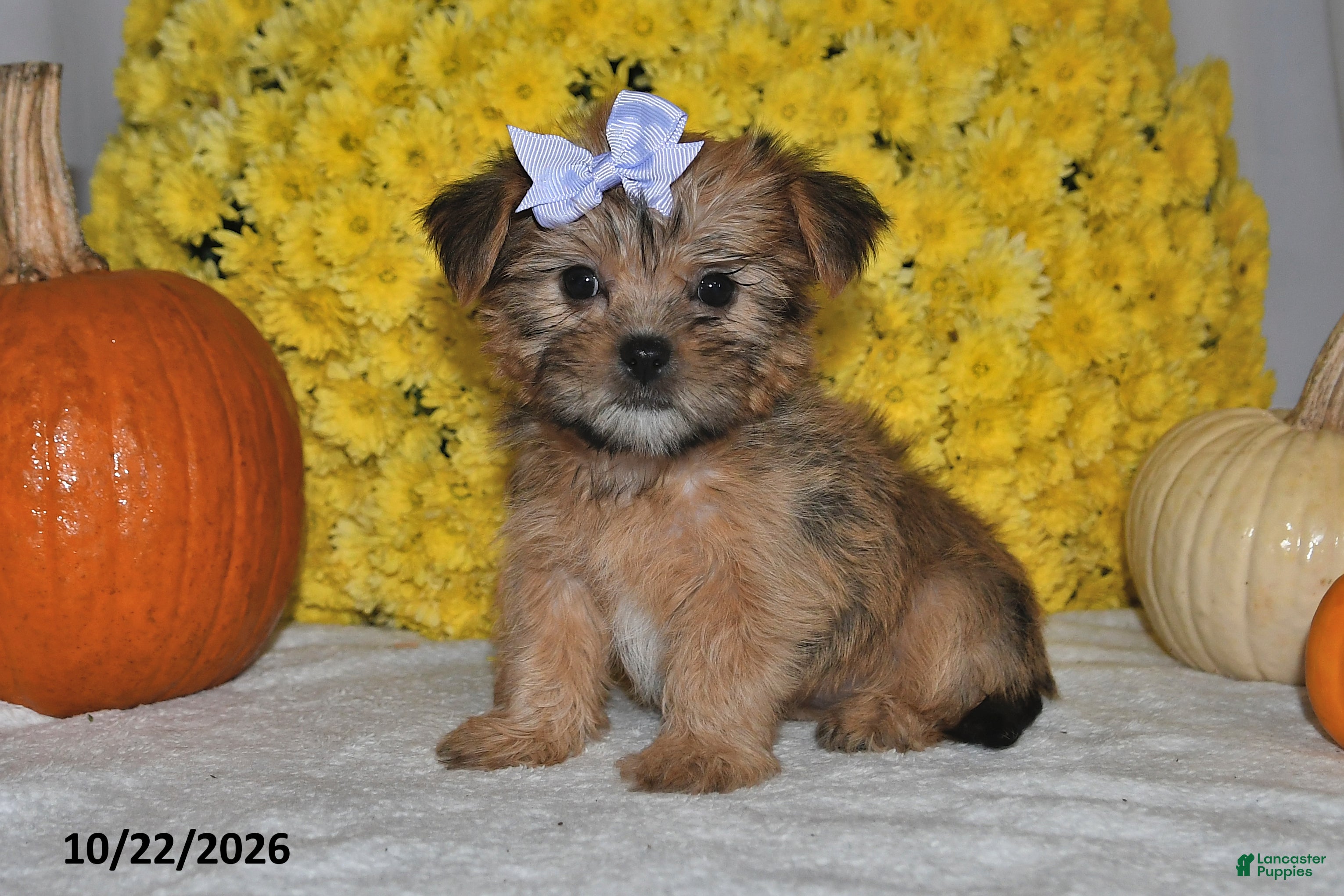 Shorkie dogs for sale: Violet - Ad 1