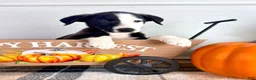 Border Collie dogs for sale: Cider - Ad 4
