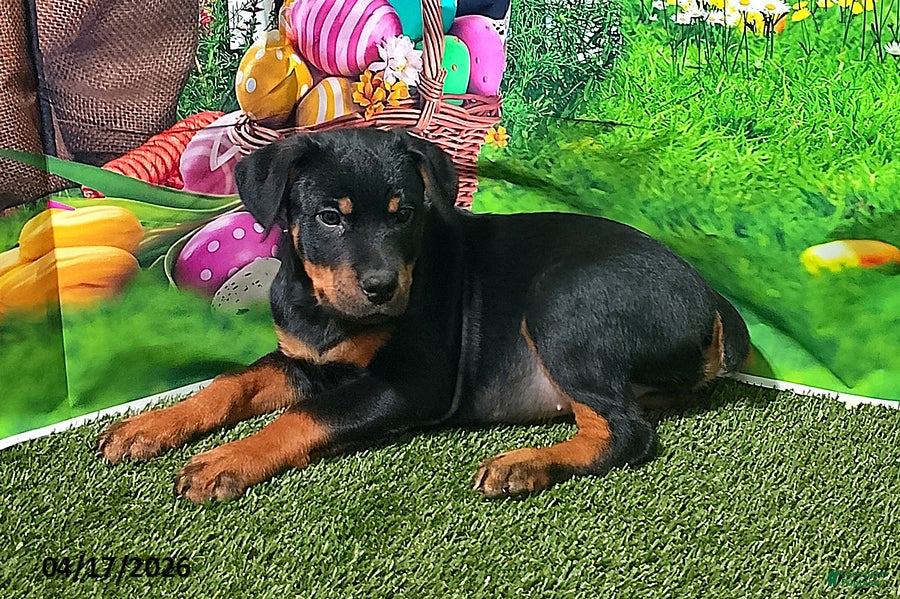 Rottweiler dogs Ruby - Ad 1