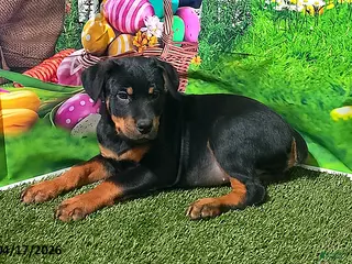 Rottweiler dogs for sale: Ruby - Ad 2