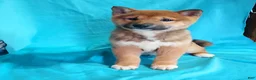 Shiba Inu dogs for sale: Shiba Inu Puppy 2 - Ad 3