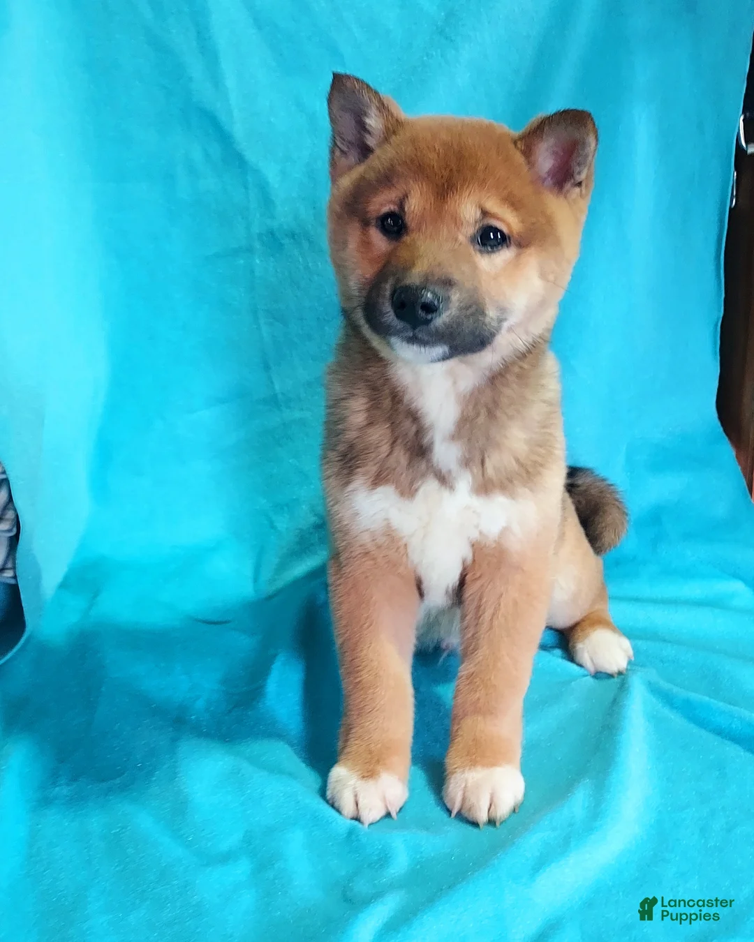 Shiba Inu dogs for sale: Shiba Inu Puppy 2 - Ad 3