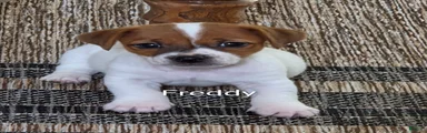 Freddy 