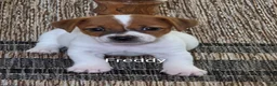 Jack Russell Terrier dogs for sale: Freddy  - Ad 1