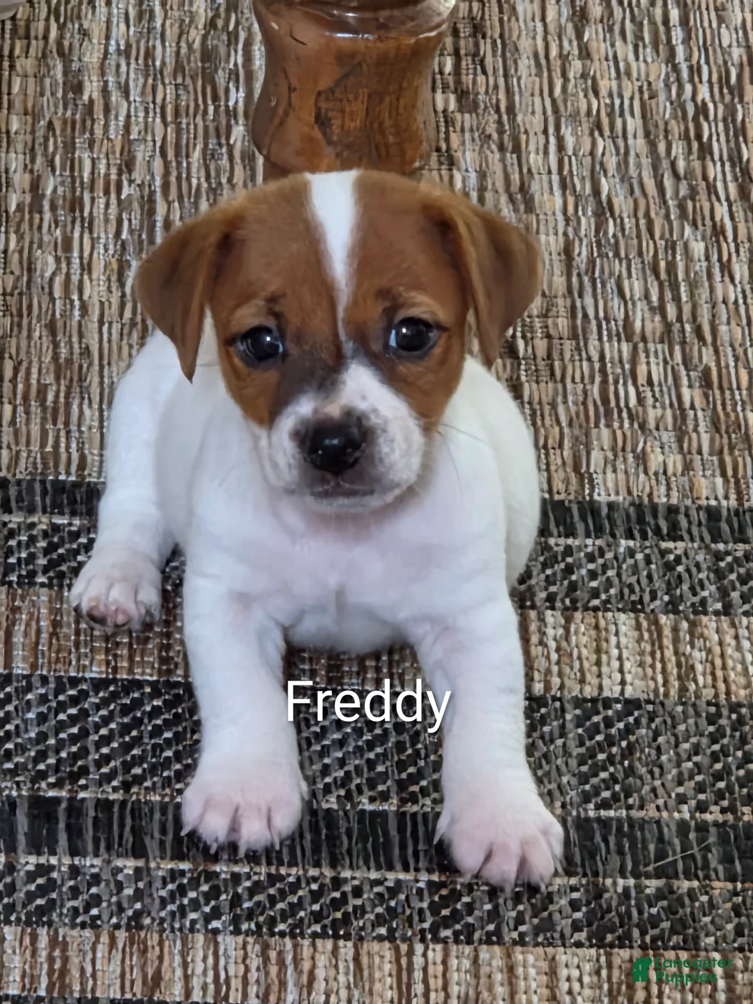 Jack Russell Terrier dogs for sale: Freddy  - Ad 1