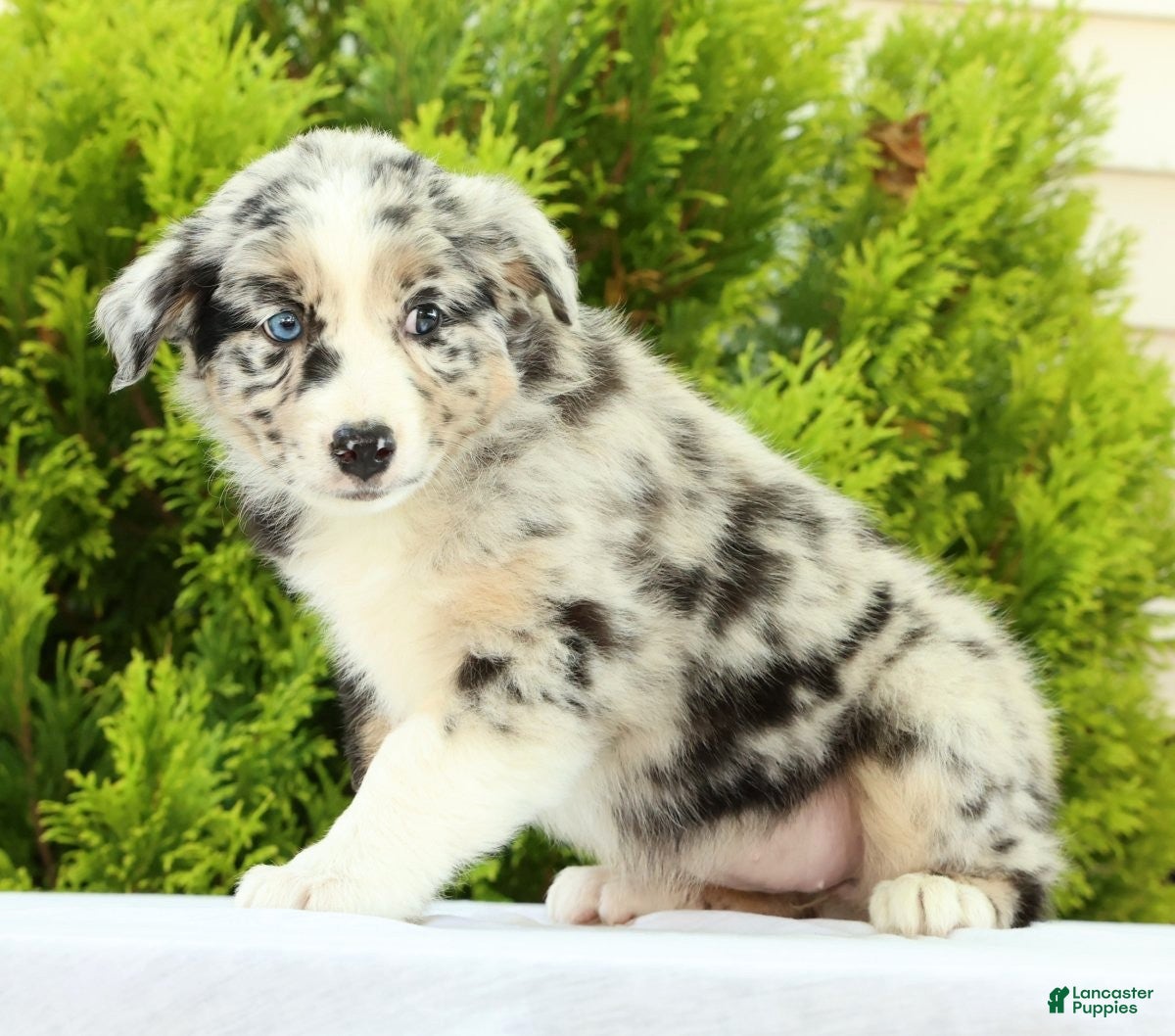 Australian Shepherd dogs for sale: Flower - Ad 5