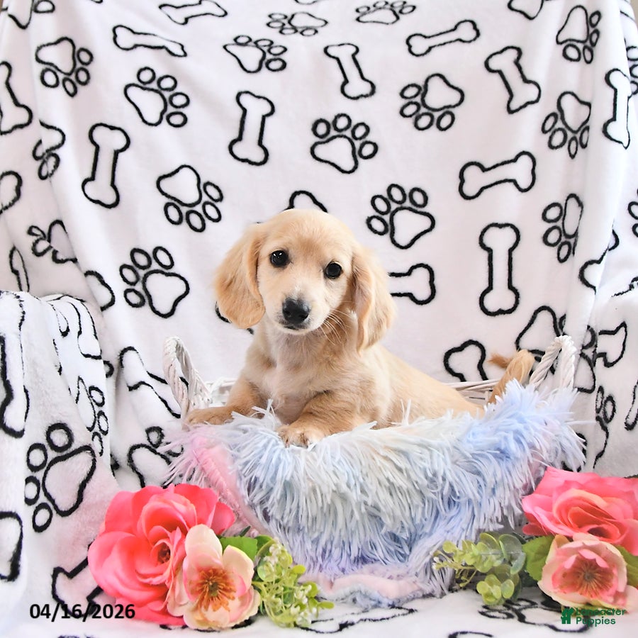 Miniature Dachshund dogs Amber - Ad 1