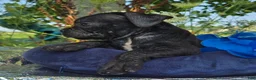 Olde English Bulldogge dogs for sale: Dennis - Ad 3