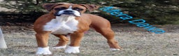 Boxer dogs for sale: Lolly - Ad 5