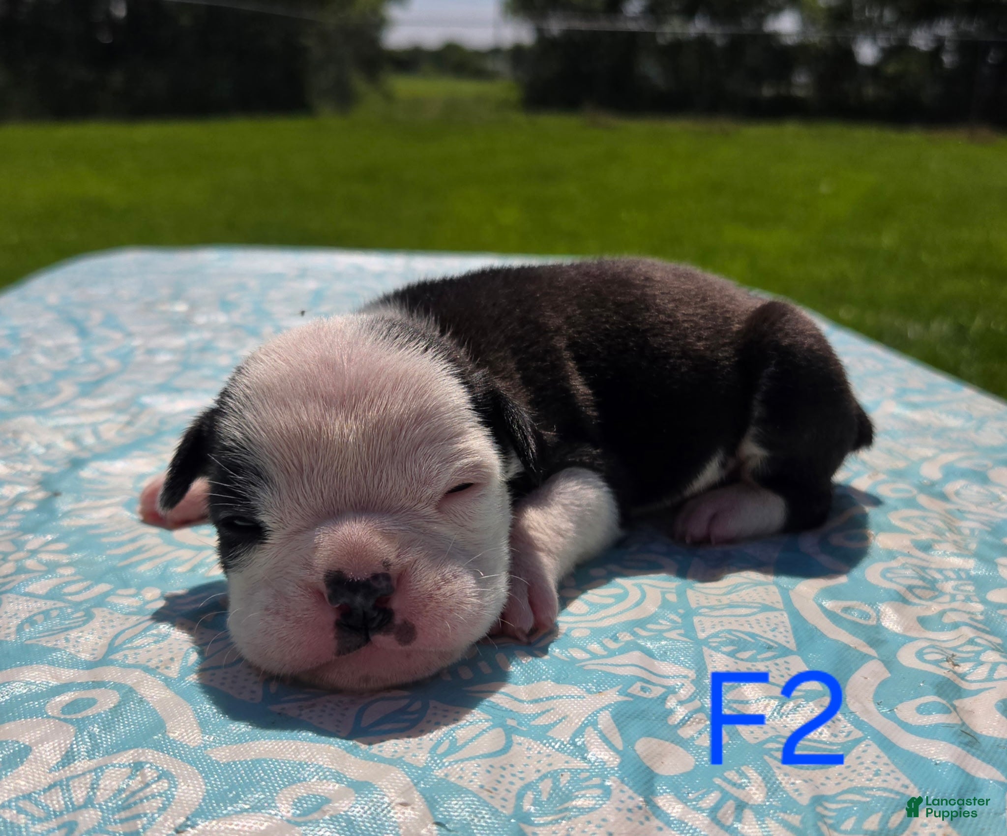 Olde English Bulldogge dogs Bonnie - Ad 2