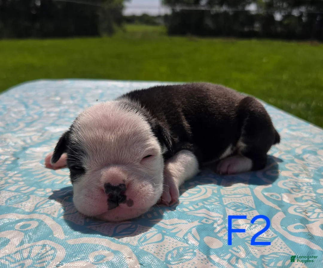 Olde English Bulldogge dogs for sale: Bonnie - Ad 2