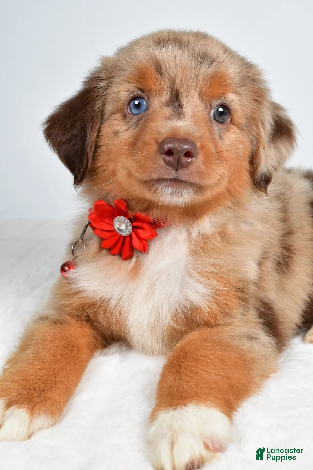 Miniature Australian Shepherd dogs for sale: Autumn - Ad 2